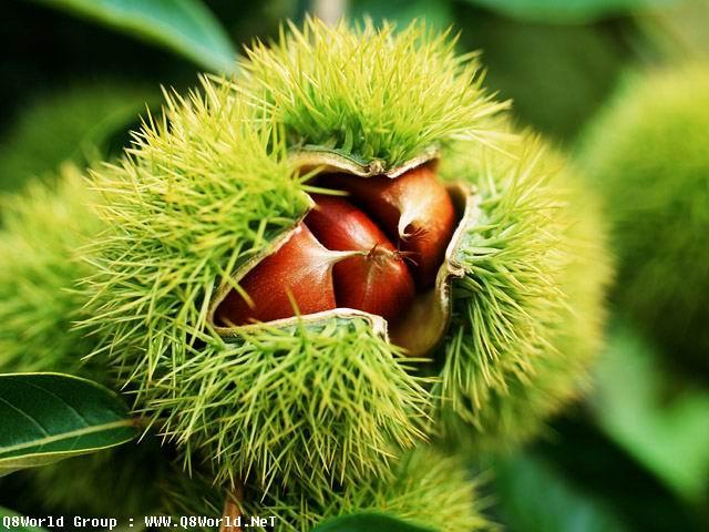 926.JPG Hosting at Sudaneseonline.com