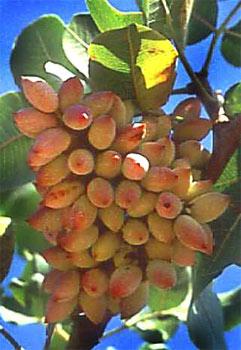 F2.JPG Hosting at Sudaneseonline.com