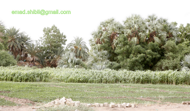 _MAD7803.JPG Hosting at Sudaneseonline.com