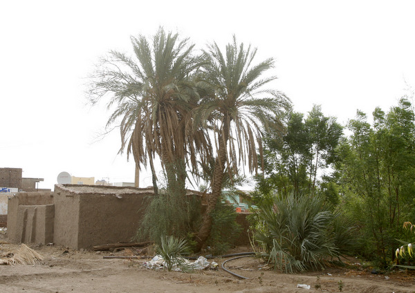 _MAD9.JPG Hosting at Sudaneseonline.com