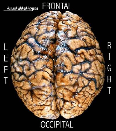 b1.JPG Hosting at Sudaneseonline.com