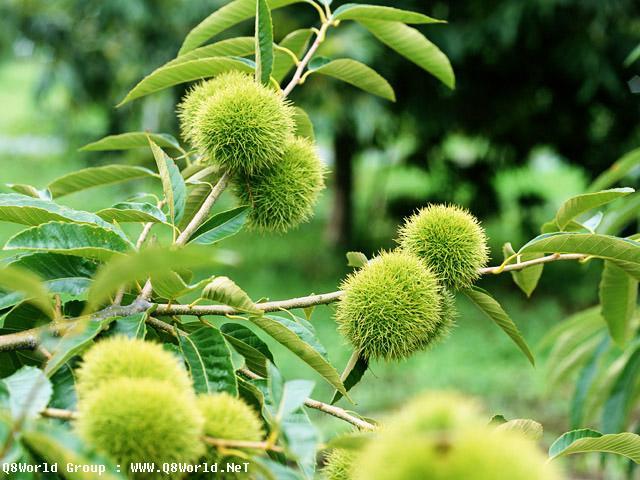 k1.JPG Hosting at Sudaneseonline.com