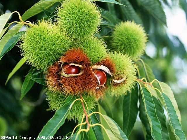 k2.JPG Hosting at Sudaneseonline.com