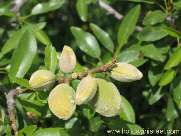 lo1.JPG Hosting at Sudaneseonline.com