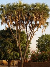 DSC00331.JPG Hosting at Sudaneseonline.com