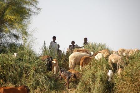 DSC_8492.JPG Hosting at Sudaneseonline.com