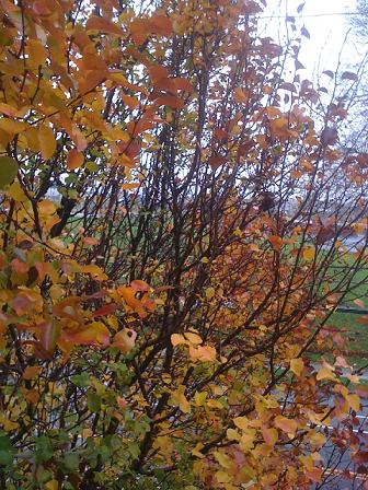 IMG_0180.JPG Hosting at Sudaneseonline.com