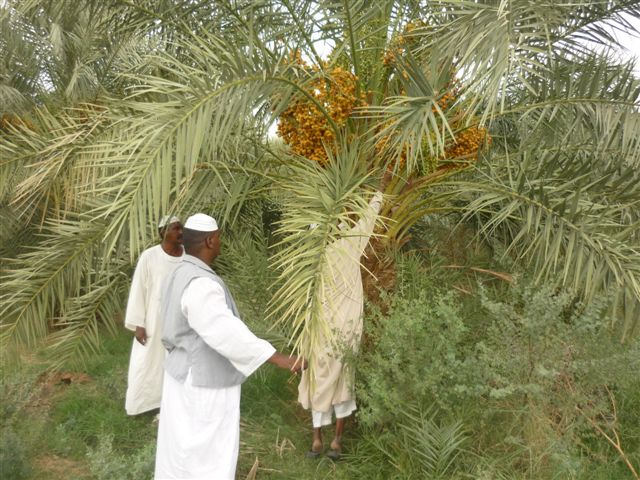 P1010551.JPG Hosting at Sudaneseonline.com