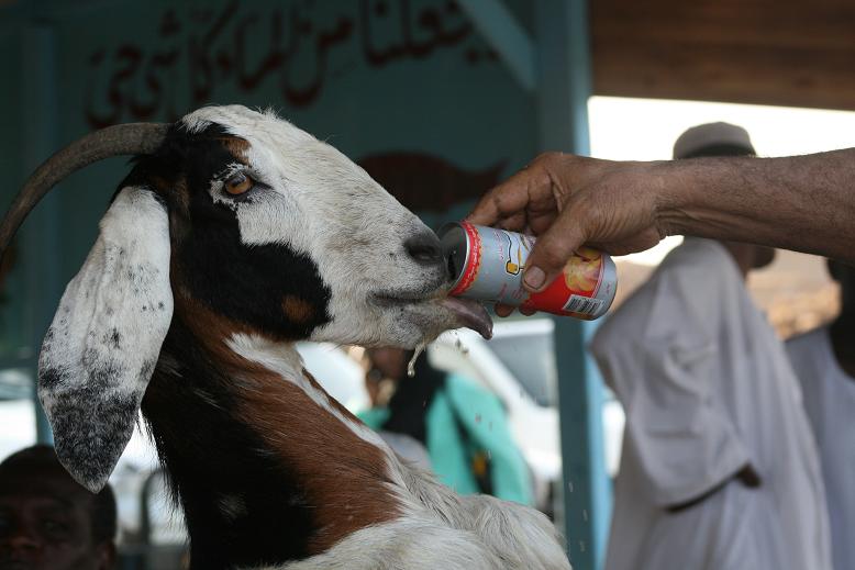 Picture204.JPG Hosting at Sudaneseonline.com