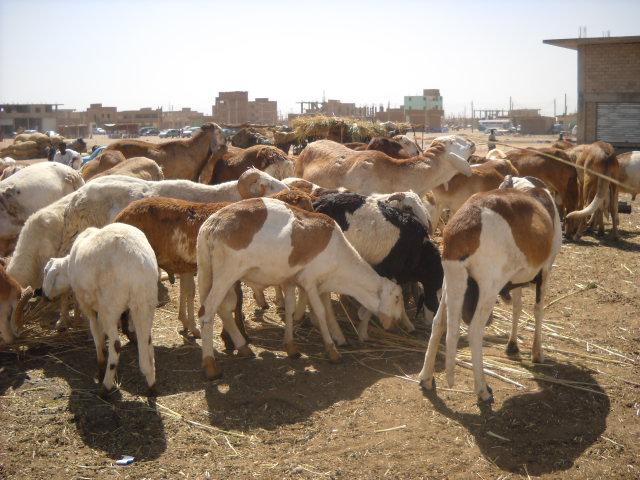 sudansudansudansudansudansudan.JPG Hosting at Sudaneseonline.com