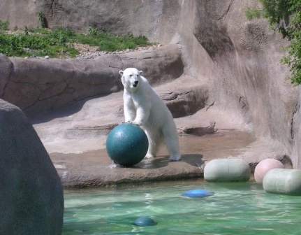 -Philly-Zoo-Polar-Bear3.jpg Hosting at Sudaneseonline.com