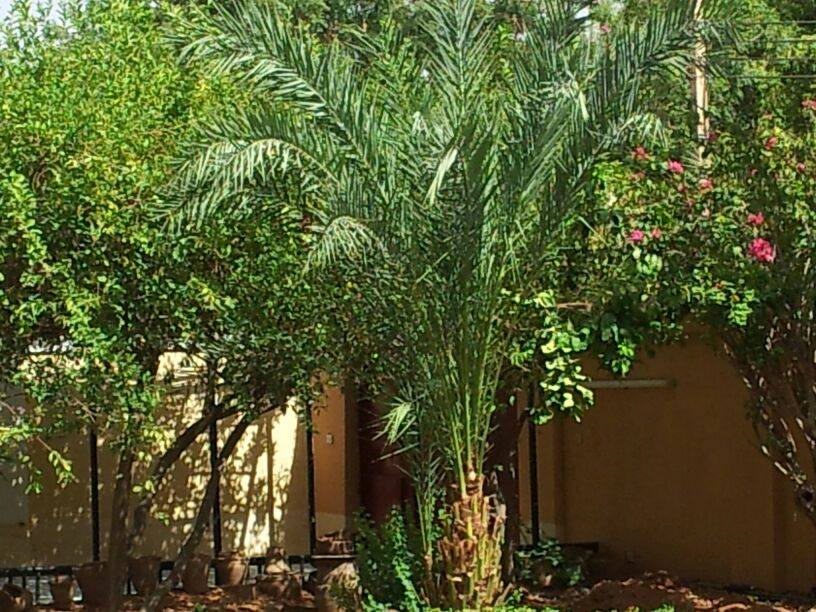 10365713_10152469114322250_9084733281146011644_n.jpg Hosting at Sudaneseonline.com