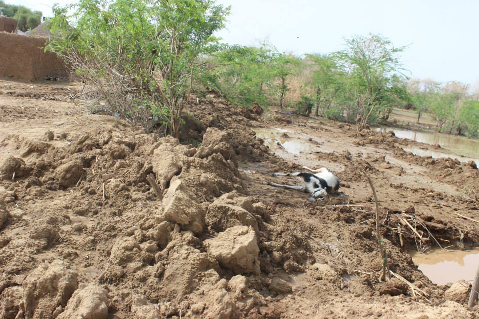 10559727_10202519813143927_1354468271128122366_n.jpg Hosting at Sudaneseonline.com