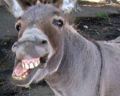 10622779_372205232937504_5178255303233182848_n.jpg Hosting at Sudaneseonline.com