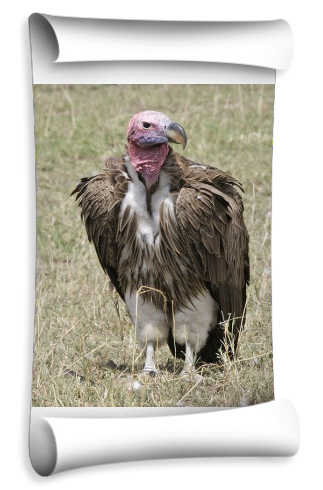 11-.jpg Hosting at Sudaneseonline.com