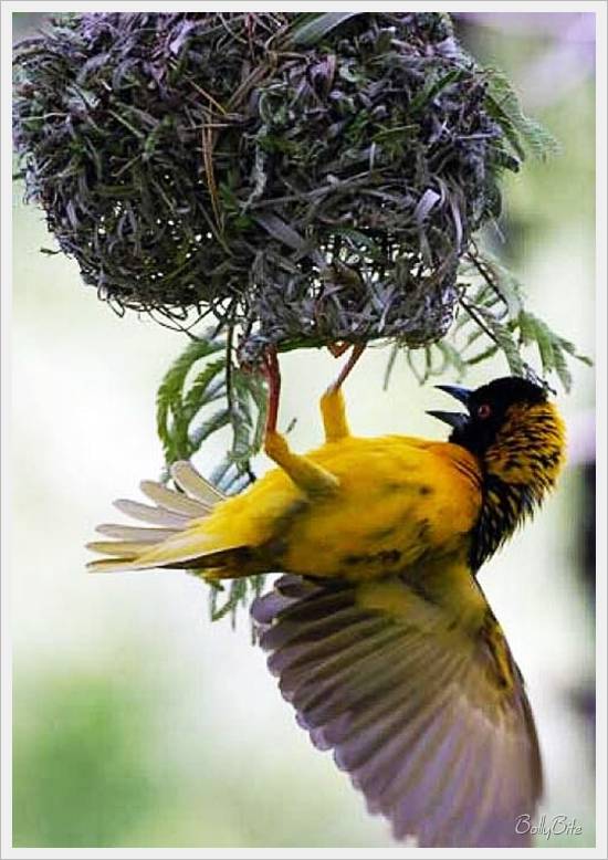 11244691156.jpg Hosting at Sudaneseonline.com