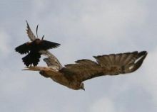 1341.jpg Hosting at Sudaneseonline.com