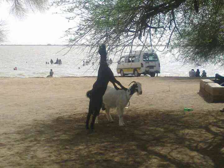 1476147_538132409608428_906188623_n.jpg Hosting at Sudaneseonline.com