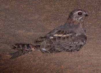 20060126113434.jpg Hosting at Sudaneseonline.com