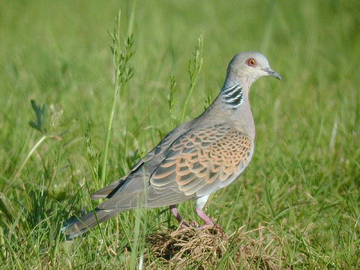 247.jpg Hosting at Sudaneseonline.com