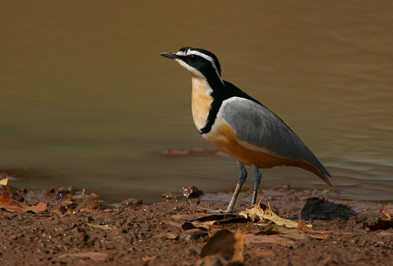 251.jpg Hosting at Sudaneseonline.com