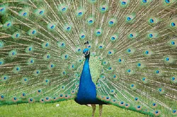 252.jpg Hosting at Sudaneseonline.com