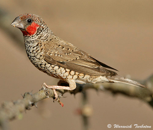 34_hybrid_red-headed_cut-throat_finch_1.jpg Hosting at Sudaneseonline.com