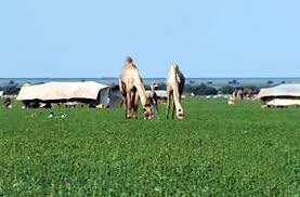 36-2014.jpg Hosting at Sudaneseonline.com