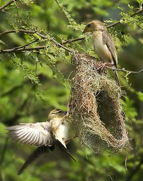 381853women.gif.jpg Hosting at Sudaneseonline.com