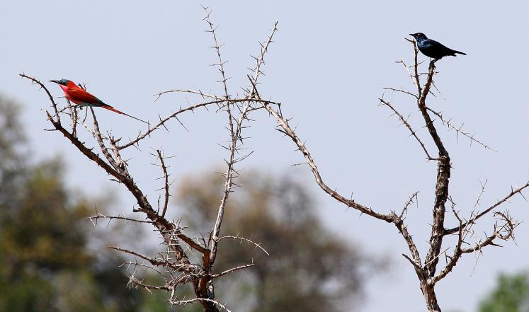 441.jpg Hosting at Sudaneseonline.com