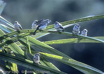 731854339d5b24c72ae9746c4ddde9d7.jpg Hosting at Sudaneseonline.com