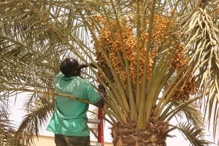 Balah1.jpg Hosting at Sudaneseonline.com