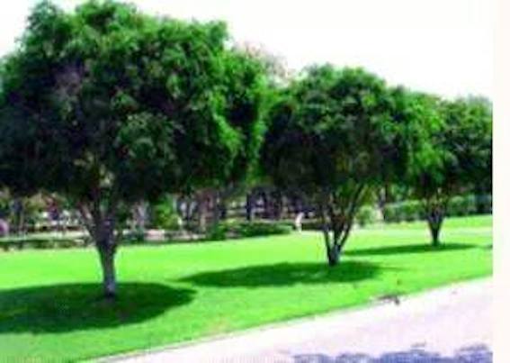 C1.jpg Hosting at Sudaneseonline.com