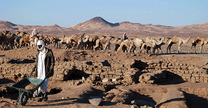 Camels.jpg Hosting at Sudaneseonline.com