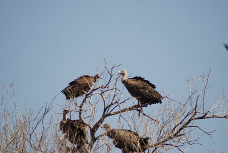 DSC_2401.JPG Hosting at Sudaneseonline.com