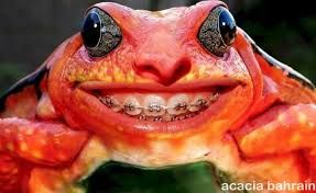 Frog.jpg Hosting at Sudaneseonline.com