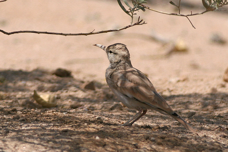 Hoopoe3.jpg Hosting at Sudaneseonline.com