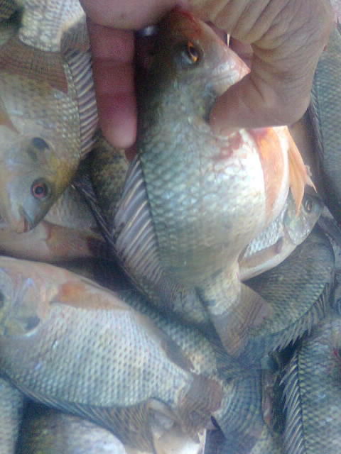 IMG-20140420-WA0004.jpg Hosting at Sudaneseonline.com