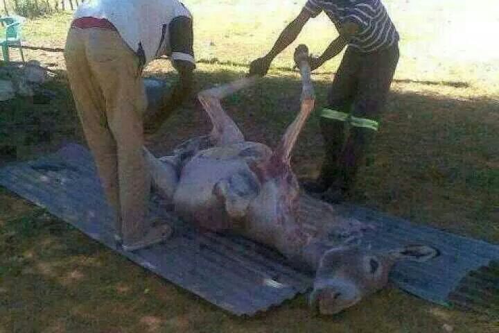 IMG_5979sudan1sudan.JPG Hosting at Sudaneseonline.com