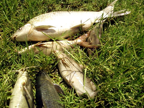 Photo-0039.jpg Hosting at Sudaneseonline.com