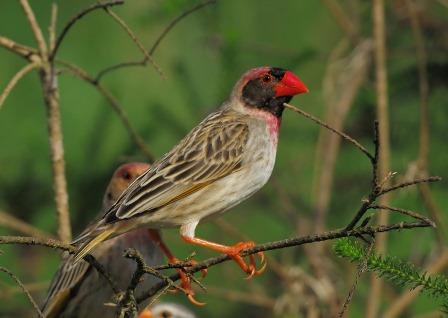 Quelea_RedBilled4565.jpg Hosting at Sudaneseonline.com