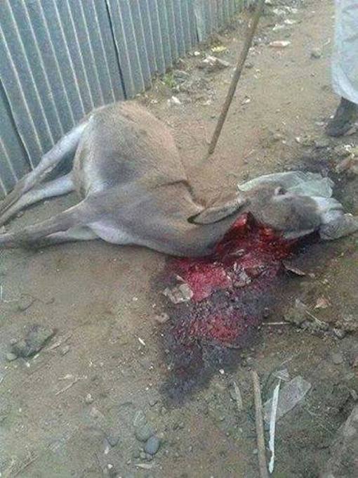 a5.jpg Hosting at Sudaneseonline.com