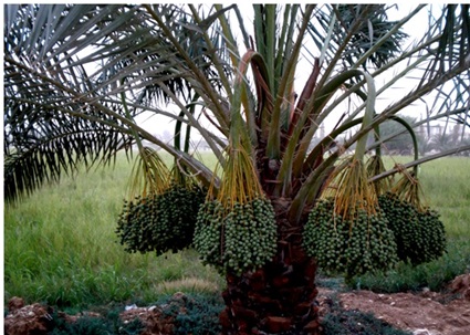 abureesh-9.jpg Hosting at Sudaneseonline.com