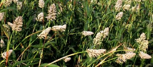 aun.jpg Hosting at Sudaneseonline.com