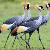 birds.jpg Hosting at Sudaneseonline.com