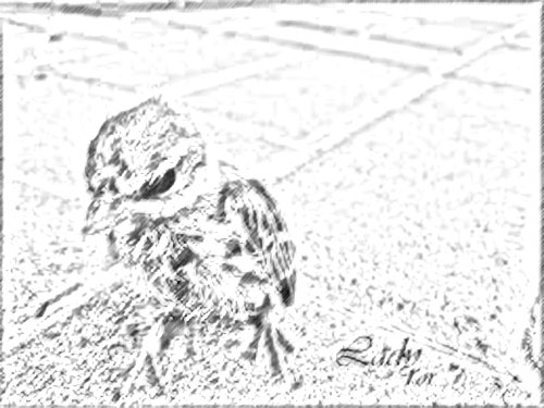 birdwadalmudeer.jpg Hosting at Sudaneseonline.com