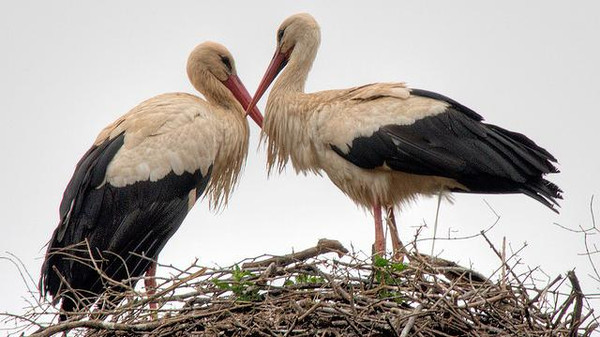 c5371f18-5880-440d-8230-117e38e95c19_16x9_600x338.jpg Hosting at Sudaneseonline.com