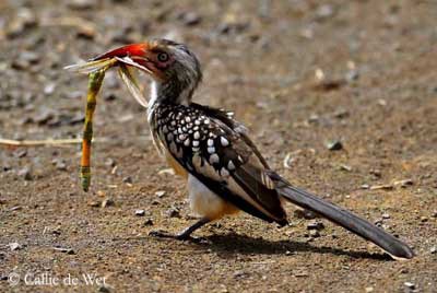 calao-bec-rouge-proie-dossier.jpg Hosting at Sudaneseonline.com