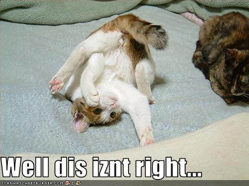 cat-is-confused-by-rolling-around.jpg Hosting at Sudaneseonline.com