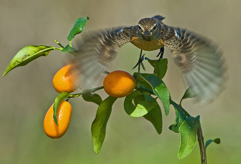 chk_jschl.jpg Hosting at Sudaneseonline.com